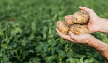 Фацелия против проволочника: секрет здорового картофеля без химии