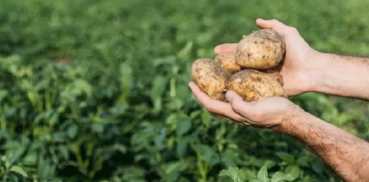 Фацелия против проволочника: секрет здорового картофеля без химии