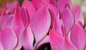 Цикламен персидский: один секрет, который заставляет его цвести всю зиму, пока другие растения спят