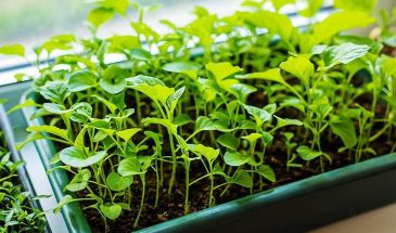 Янтарная кислота для растений: эликсир для урожая или лишняя трата денег? Главная тайна, о которой молчат