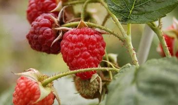 2,5 л под корень весной — от малины спасу нет, за ягодами листьев не видно