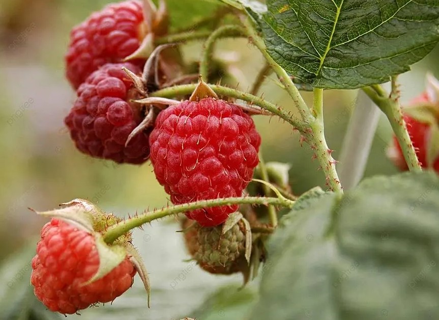 2,5 л под корень весной — от малины спасу нет, за ягодами листьев не видно