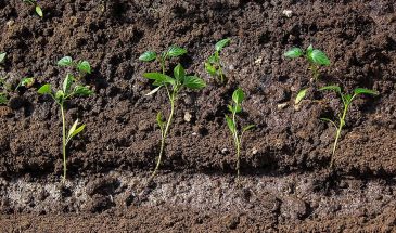 Перепутала сладкий и горький перец при посадке: что делать, чтобы не потерять урожай — спасительный лайфхак