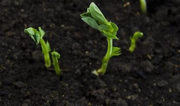 Заморозки убьют рассаду: чего категорически нельзя делать весной