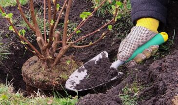 Уделите всего 40 минут на Пасху: одна хитрость со смородиной и всё лето не нужно ни обрезок, ни обработок