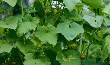 Удалите первый бутон в пазухе нижнего листа: не дайте огурцу потратить силы на один плод