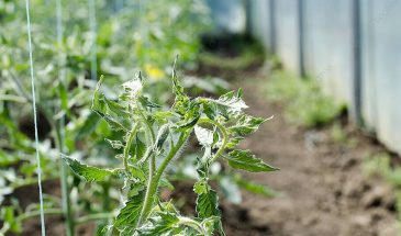 Пасынкование томатов в теплице: 3 ошибки, которые крадут урожай, и пошаговая схема, которая удваивает размер плодов