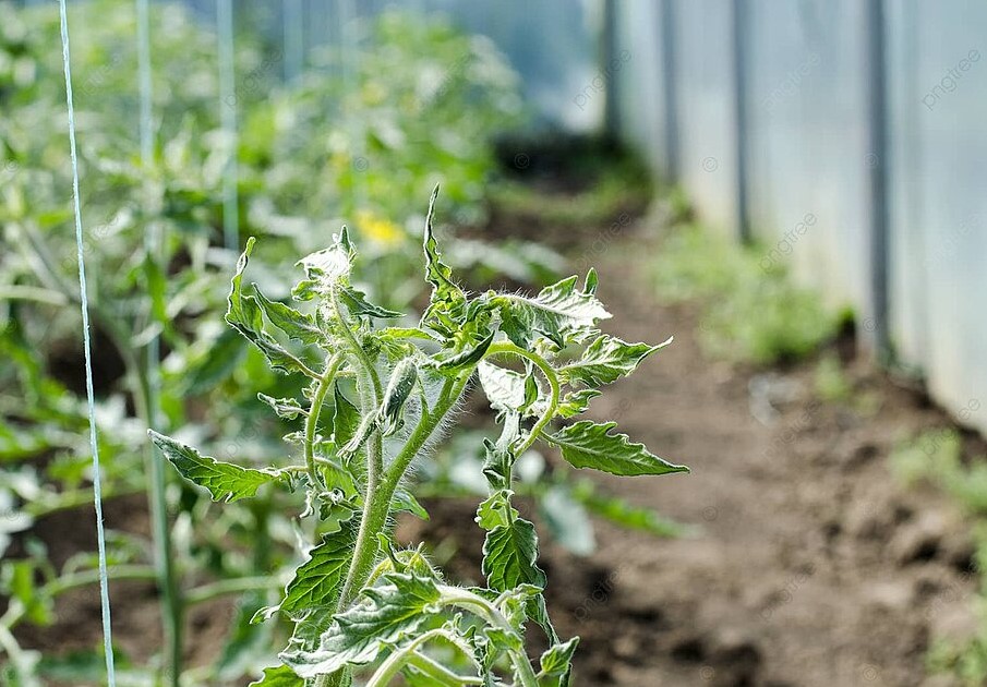 Пасынкование томатов в теплице: 3 ошибки, которые крадут урожай, и пошаговая схема, которая удваивает размер плодов