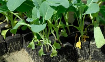 Можно ли сажать капусту на Пасху: одна дата до 20 апреля — даёт урожай на две недели раньше