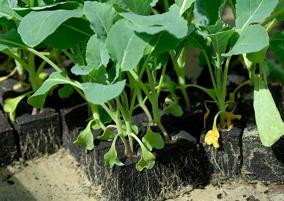 Можно ли сажать капусту на Пасху: одна дата до 20 апреля — даёт урожай на две недели раньше