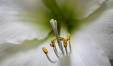 15 г на 10 литров — и бутоны лилий вымахают на зависть соседям: секрет подкормки перед цветением