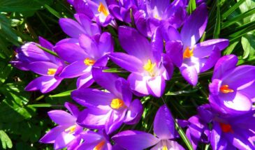 Цветут до листьев: 6 многолетников, которые удивят сад ранней весной и осенью