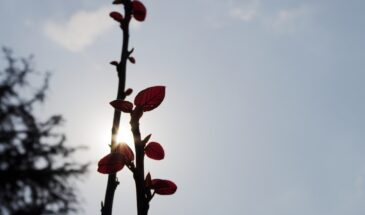 Вербное воскресенье 5 апреля: приметы по погоде, которые предскажут урожай и лето