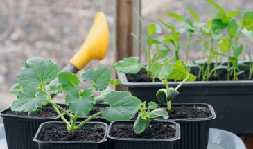 Кабачки до осени: даты по лунному календарю, которые решают урожай