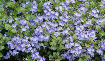 Вероника «Уотерперри Блю»: почвопокровный многолетник, который цветёт небесной лазурью и меняет цвет осенью