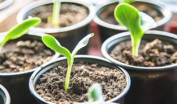 Уникальный метод: как разбудить семена огурцов за 2-3 дня — секрет быстрого урожая