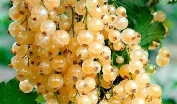 Коллекционный сад пенсионера: где найти уникальные сорта и стать своим в кругу ценителей