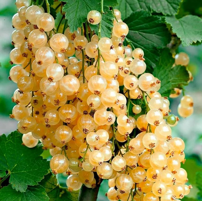 Коллекционный сад пенсионера: где найти уникальные сорта и стать своим в кругу ценителей