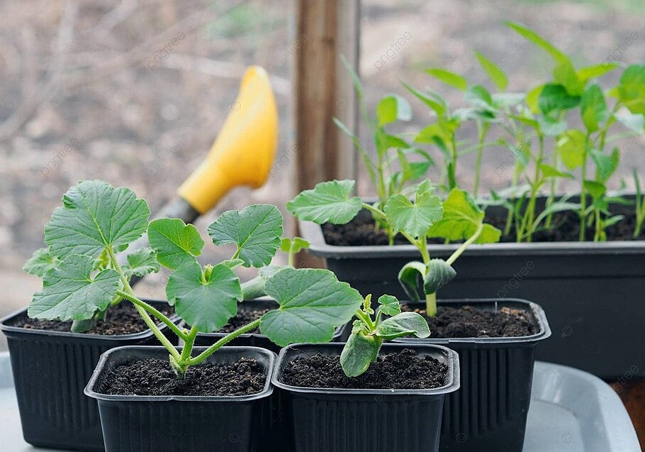 Кабачки до осени: даты по лунному календарю, которые решают урожай