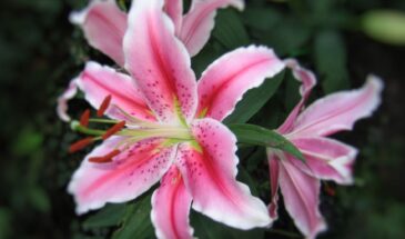 1 горсть под корень и лилии выстреливают бутонами размером с тарелку — соседи просят рецепт этой подкормки