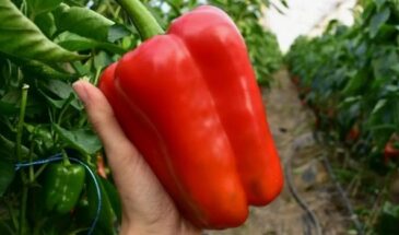 Сладкий и мясистый перец: топ-5 сортов для щедрого урожая