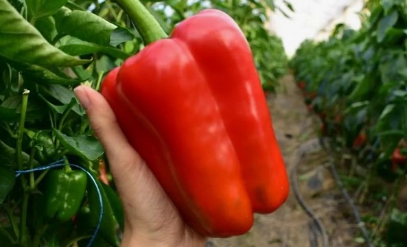 Сладкий и мясистый перец: топ-5 сортов для щедрого урожая