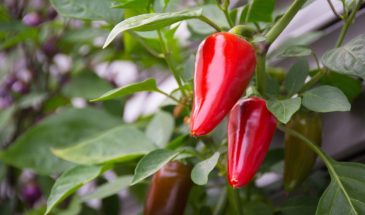 Прищипывание перцев в теплице: одна процедура, которая удваивает размер плодов — схема для низкорослых и высокорослых сортов