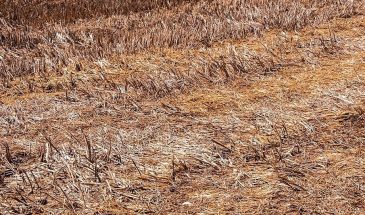 Пал травы: почему запрещено жечь сухую траву весной и чем обернётся один неосторожный чирк спичкой