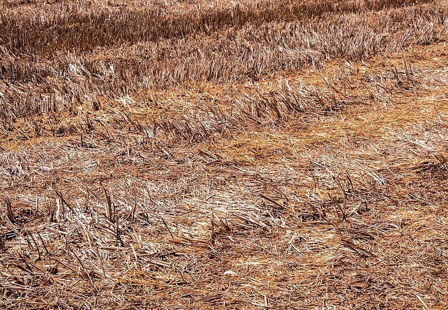 Пал травы: почему запрещено жечь сухую траву весной и чем обернётся один неосторожный чирк спичкой