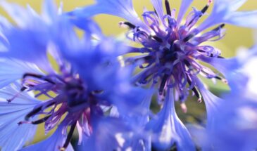 Какие цветы сеять в открытый грунт на Пасху: список, который спасёт от рассады — и сад зацветёт к июню