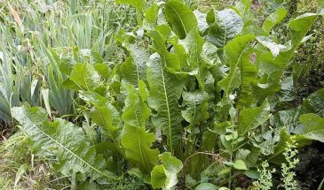 Хрен вам: 5 секретов, как вырастить урожай, о котором соседи будут завидовать — лучшие сорта и схема посадки