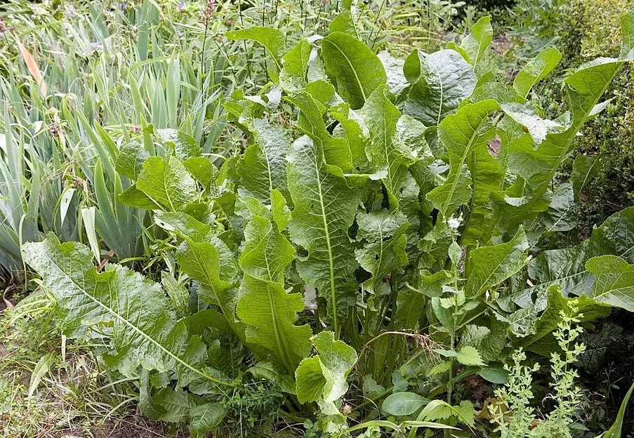 Хрен вам: 5 секретов, как вырастить урожай, о котором соседи будут завидовать — лучшие сорта и схема посадки