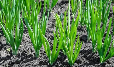 Так лук-севок весной не сажают: главная ошибка — и ещё 3 момента, из-за которых всходы слабые и бледные