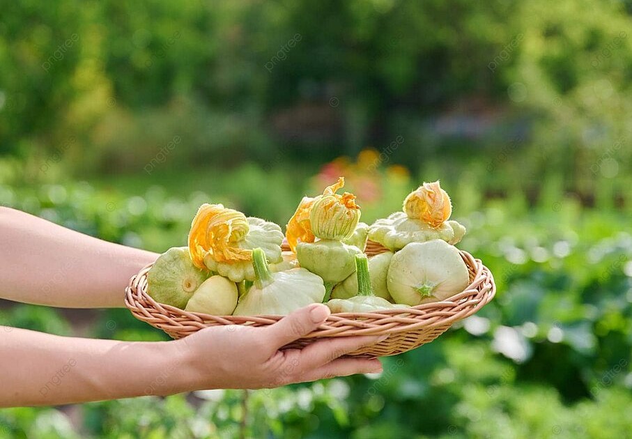 Патиссоны: 3 секрета двойного урожая — — сроки, уход и сорта, проверенные агрономами