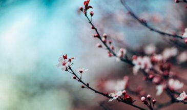 Можно ли обрабатывать вишню на Пасху: одна ошибка, которая губит весь сад