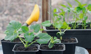 Рассада чахнет после высадки? Одна ошибка, которая губит урожай — и как её исправить