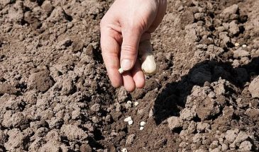 Апрельский календарь посадок: в какие дни нельзя трогать землю, а когда сеять — чтобы всходы не заставили ждать