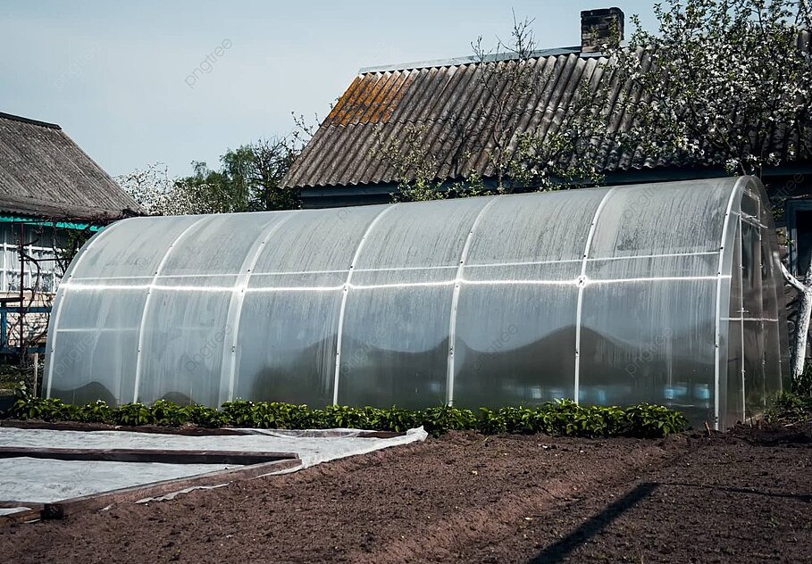 Популярный метод для теплицы: как «обхитрить» севооборот, если растут томаты, огурцы, перцы и баклажаны