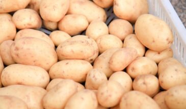 Картофель в мае — секрет подзимней посадки, который удивит