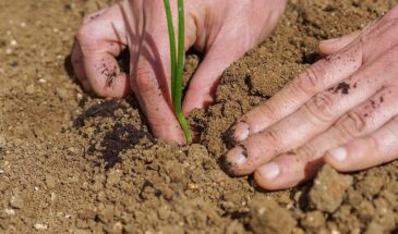 Когда сажать лук-севок: три признака, которые спасут урожай от стрелок