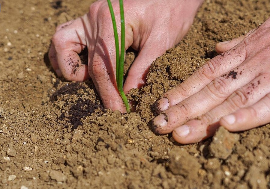 Когда сажать лук-севок: три признака, которые спасут урожай от стрелок