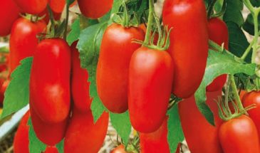 «Этот томат рвёт рекорды, а не нервы»: сорт Стерлядь, который даёт урожай даже у новичков