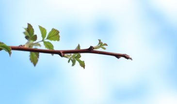 25 апреля — Василий Парильщик: приметы и традиции дня, знаменующего приход весны