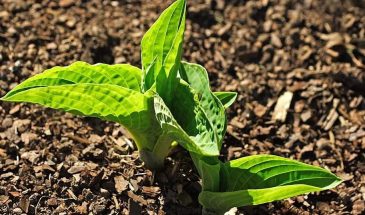 Мульча, которая работает: как сохранить влагу и урожай с помощью обычной соломы