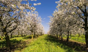 Яблони цветут — пора действовать! Уход за садом в мае, который гарантирует богатый урожай