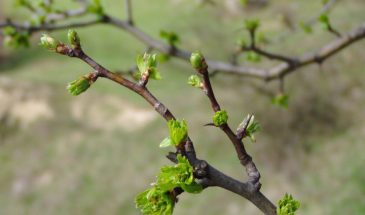 Если сад не спешит просыпаться: как разбудить растения, которые «застряли» в зиме