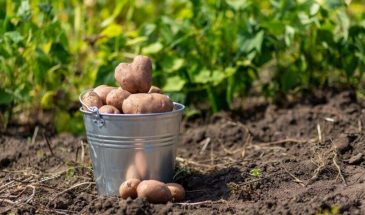 Что обязательно нужно сделать в огороде в мае — или готовьтесь к потерям