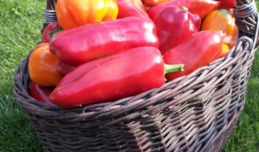 23 апреля: одна примета с солнцем — и вы узнаете, будет ли урожайным год