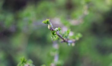 Можно ли работать в огороде 3 мая в Неделю о расслабленном: ответ Церкви