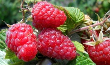 Малина «Гордость России»: одна ягода — как спичечный коробок, но есть условие, без которого куст вымерзнет